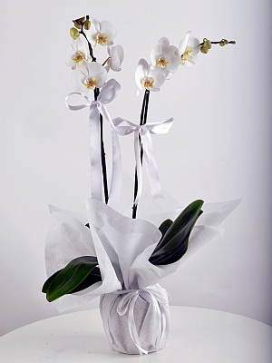 2 Dall� orkide B�y�k BOY